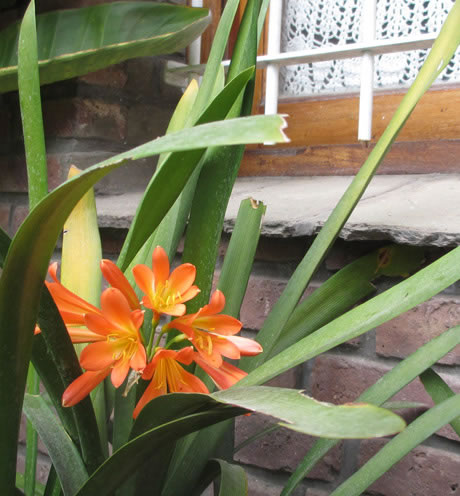 Alpina Hostera | Villa Gesell