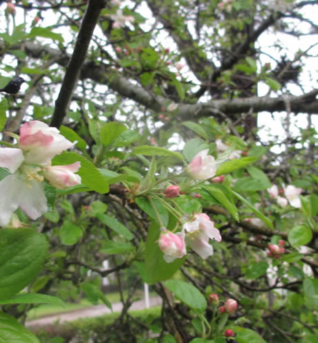 Alpina Hostera | Villa Gesell