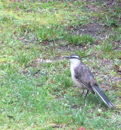 Alpina Hostera | Villa Gesell