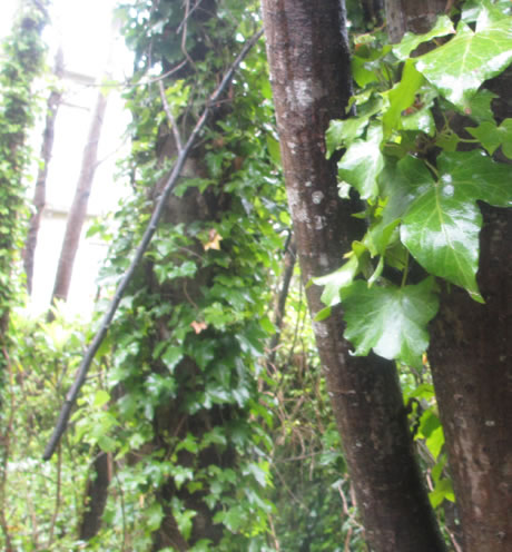 Alpina Hostera | Villa Gesell