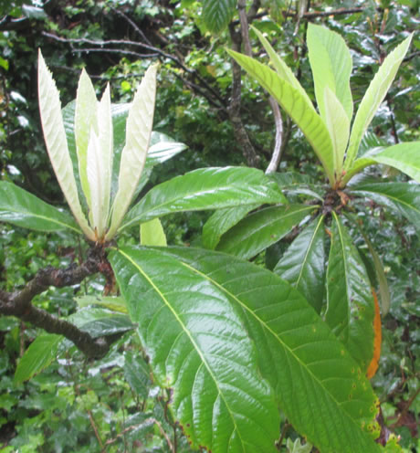 Alpina Hostera | Villa Gesell