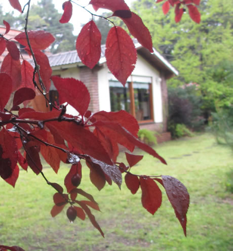 Alpina Hostera | Villa Gesell