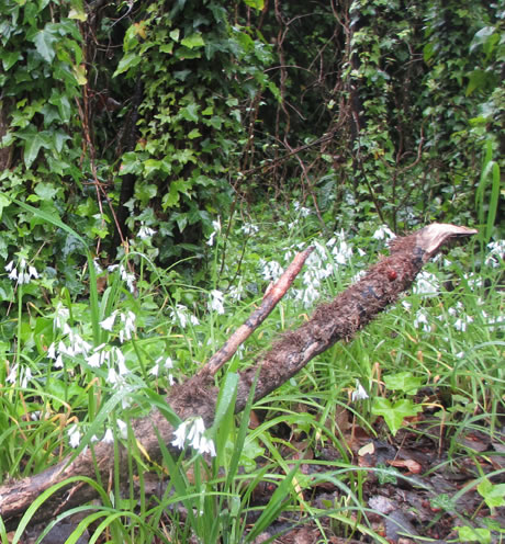 Alpina Hostera | Villa Gesell