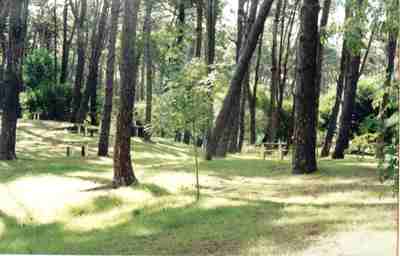 Los Bosques del Camping...