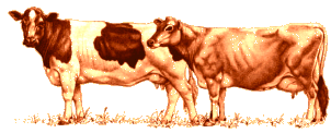 Vacas_le.gif (22615 bytes)
