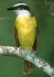 Benteveo